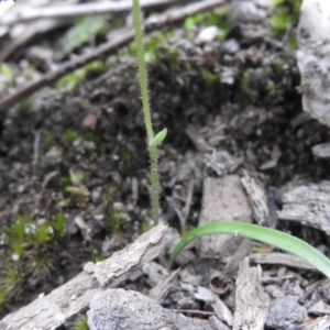 Caladenia carnea at Burrinjuck, NSW - suppressed