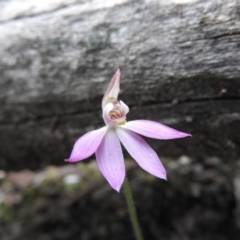 Caladenia carnea at Burrinjuck, NSW - suppressed