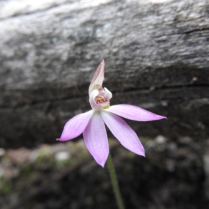 Caladenia carnea at Burrinjuck, NSW - suppressed