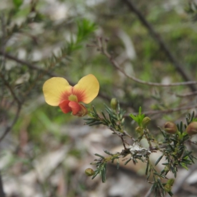 Dillwynia sp. at Burrinjuck, NSW - 25 Sep 2016 by RyuCallaway