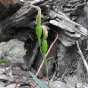 Bunochilus sp. at Burrinjuck, NSW - 25 Sep 2016