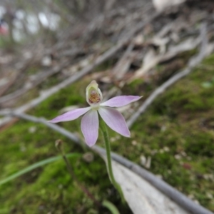 Caladenia carnea at Burrinjuck, NSW - suppressed