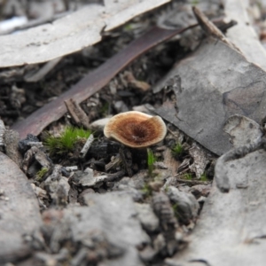 Coltricia sp. at Burrinjuck, NSW - 25 Sep 2016