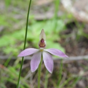 Caladenia carnea at Burrinjuck, NSW - 25 Sep 2016