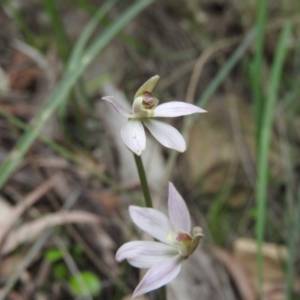 Caladenia carnea at Burrinjuck, NSW - 25 Sep 2016