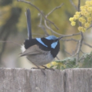 Malurus cyaneus at Ngunnawal, ACT - 14 Sep 2016