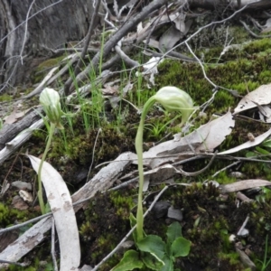 Pterostylis nutans at Burrinjuck, NSW - 25 Sep 2016