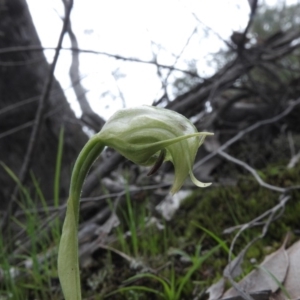 Pterostylis nutans at Burrinjuck, NSW - 25 Sep 2016