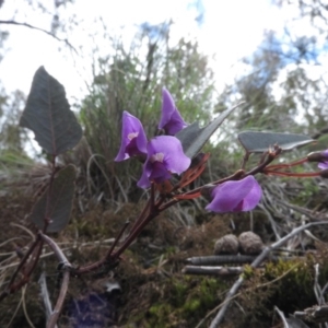 Hardenbergia violacea at Burrinjuck, NSW - 25 Sep 2016