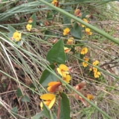 Platylobium montanum subsp. montanum at Burrinjuck, NSW - 25 Sep 2016