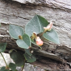 Platylobium montanum subsp. montanum at Burrinjuck, NSW - 25 Sep 2016