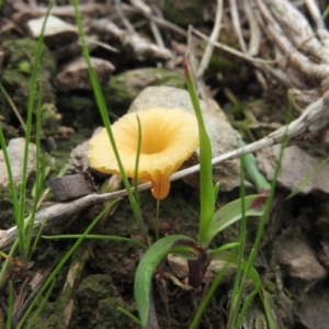 Lichenomphalia chromacea at Burrinjuck, NSW - 25 Sep 2016