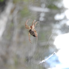 Hortophora sp. (genus) (Garden orb weaver) at Burrinjuck, NSW - 25 Sep 2016 by RyuCallaway