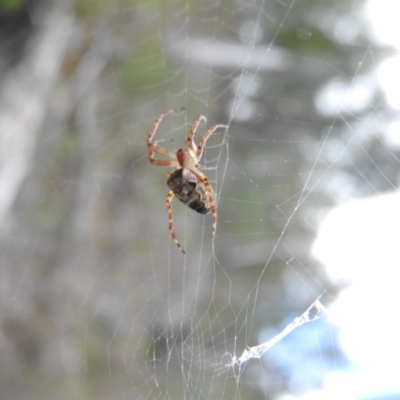 Hortophora sp. (genus) (Garden orb weaver) at Burrinjuck, NSW - 25 Sep 2016 by RyuCallaway