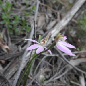 Caladenia carnea at Burrinjuck, NSW - 25 Sep 2016