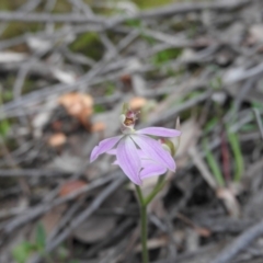 Caladenia carnea at Burrinjuck, NSW - suppressed