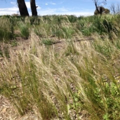 Austrostipa scabra subsp. falcata (Rough Spear-grass) at Ngunnawal, ACT - 16 Oct 2016 by GeoffRobertson