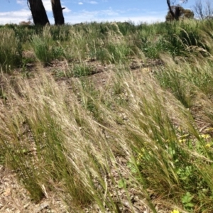 Austrostipa scabra subsp. falcata at Ngunnawal, ACT - 16 Oct 2016