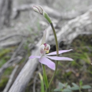 Caladenia carnea at Burrinjuck, NSW - 25 Sep 2016