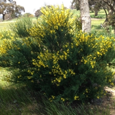 Cytisus scoparius subsp. scoparius (Scotch Broom, Broom, English Broom) at Ngunnawal, ACT - 16 Oct 2016 by GeoffRobertson