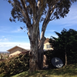 Eucalyptus melliodora at Ngunnawal, ACT - 16 Oct 2016