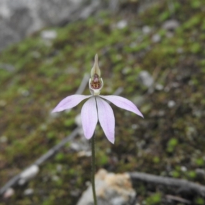 Caladenia carnea at Burrinjuck, NSW - 25 Sep 2016