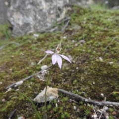 Caladenia carnea at Burrinjuck, NSW - 25 Sep 2016