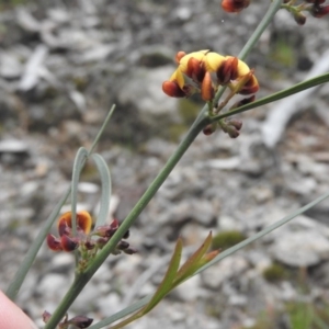 Daviesia leptophylla at Burrinjuck, NSW - 25 Sep 2016