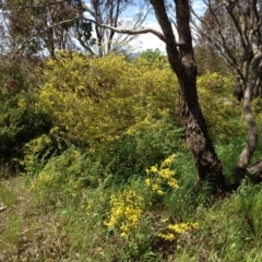 Cytisus scoparius subsp. scoparius (Scotch Broom, Broom, English Broom) at Ngunnawal, ACT - 16 Oct 2016 by GeoffRobertson