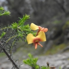 Dillwynia phylicoides (A Parrot-pea) at Burrinjuck, NSW - 25 Sep 2016 by RyuCallaway