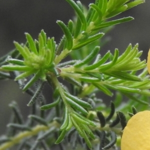 Dillwynia phylicoides at Burrinjuck, NSW - 25 Sep 2016