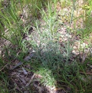 Chrysocephalum semipapposum at Ngunnawal, ACT - 16 Oct 2016