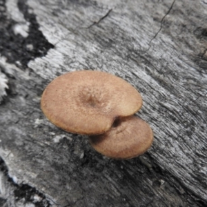 Lentinus arcularius at Burrinjuck, NSW - 25 Sep 2016 01:30 PM