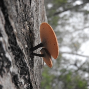 Lentinus arcularius at Burrinjuck, NSW - 25 Sep 2016 01:30 PM