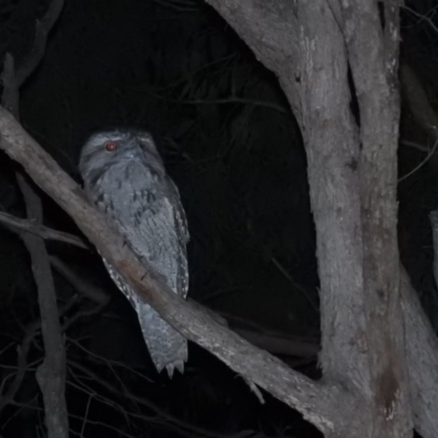 Podargus strigoides (Tawny Frogmouth) at Burrinjuck, NSW - 25 Sep 2016 by RyuCallaway