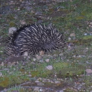 Tachyglossus aculeatus at Burrinjuck, NSW - 25 Sep 2016 07:09 PM