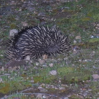 Tachyglossus aculeatus (Short-beaked Echidna) at Burrinjuck, NSW - 25 Sep 2016 by ArcherCallaway