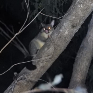 Trichosurus vulpecula at Burrinjuck, NSW - 25 Sep 2016