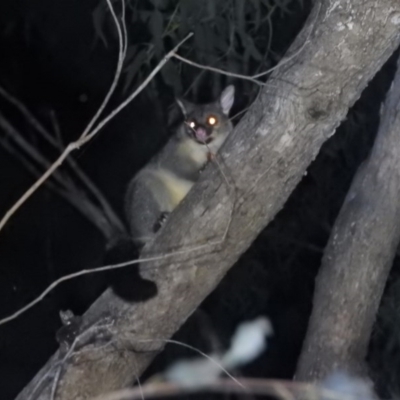 Trichosurus vulpecula (Common Brushtail Possum) at Burrinjuck, NSW - 25 Sep 2016 by RyuCallaway