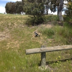 Gymnorhina tibicen (Australian Magpie) at Ngunnawal, ACT - 16 Oct 2016 by GeoffRobertson