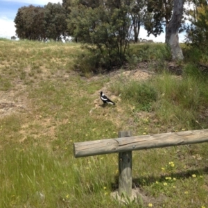 Gymnorhina tibicen at Ngunnawal, ACT - 16 Oct 2016 04:32 PM