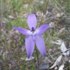 Glossodia major (Wax Lip Orchid) at Mount Taylor - 16 Oct 2016 by RosemaryRoth