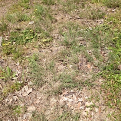 Eragrostis curvula (African Lovegrass) at Hill Reserve - 16 Oct 2016 by GeoffRobertson