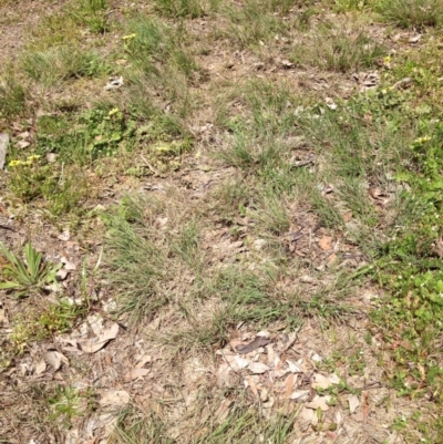 Eragrostis curvula (African Lovegrass) at Ngunnawal, ACT - 16 Oct 2016 by GeoffRobertson