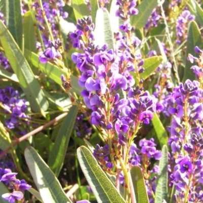 Hardenbergia violacea (False Sarsaparilla) at Kambah, ACT - 30 Aug 2008 by MatthewFrawley