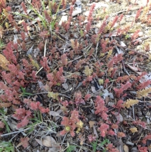 Crassula sieberiana at Ngunnawal, ACT - 16 Oct 2016