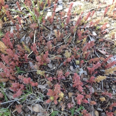 Crassula sieberiana (Austral Stonecrop) at Ngunnawal, ACT - 16 Oct 2016 by GeoffRobertson