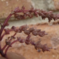 Crassula sieberiana at Ngunnawal, ACT - 16 Oct 2016