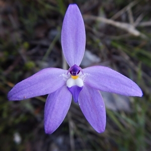 Glossodia major at Point 49 - suppressed