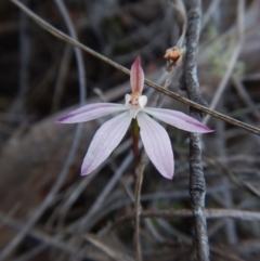 Caladenia fuscata (Dusky Fingers) at Point 49 - 15 Oct 2016 by CathB